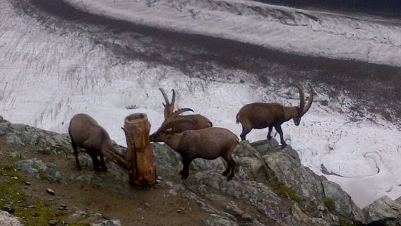 Zermatt & Mt. Gornergrat Small Group Day Trip from Bern