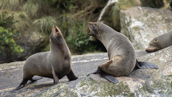 Milford Sound: crociera premium per piccoli gruppi con pranzo a base di canapè