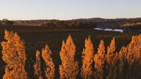 Orange: Genießen Sie mit Swinging Bridge – Wein- und Canapé-Verkostung