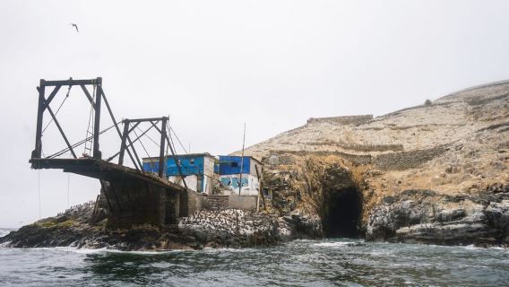 Callao: Tour du thuyền bơi cùng sư tử biển đảo Palomino