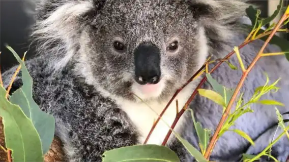 See Koalas|Lunch included|Chinese-speaking driver-guide] Sydney Port Stephens dolphin watching + sandboarding 1-day tour