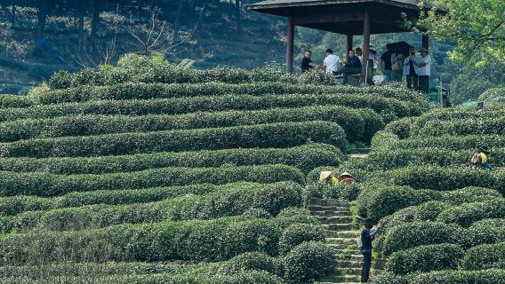 Experiencia de recolección, tostado y degustación de té en Longjing con visita guiada con explicaciones en inglés + visita guiada + senderismo por Jiuxi Shibajian