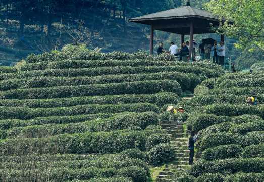 [Optional English/Japanese/Korean] Longjing Village tea picking, roasting and tasting experience + live guide service