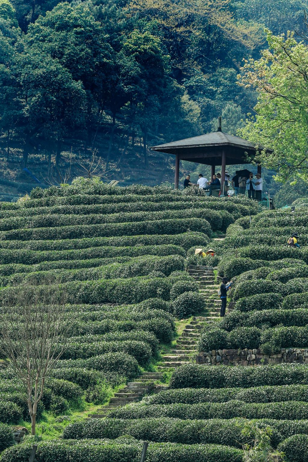 [English/Japanese/Korean] Longjing Village Tea Picking, Roasting & Tasting Experience + Live Guide Service