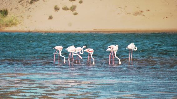 Tour trong ngày khám phá Vườn quốc gia Souss-Massa từ Agadir | Ngắm chim và linh dương