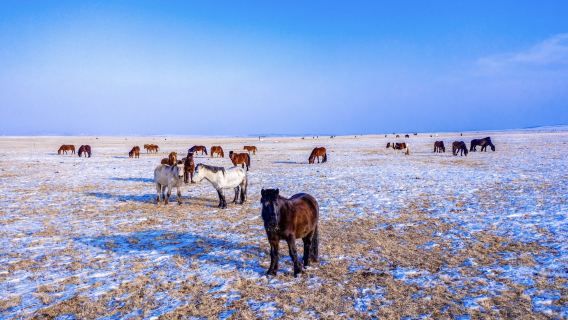 呼和浩特希拉穆仁草原下馬酒+敖包祈福+草原牧歌包車一日遊