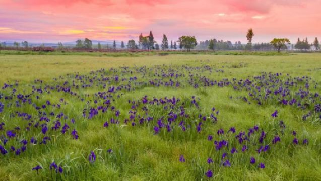 Lawatan sehari Yichun + tanah lembap + lautan bunga azalea