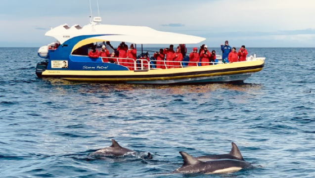 Excursión de día completo a la Península de Tasman en Tasmania, Australia / Crucero de 3 horas (opcional: conducción propia a Port Arthur / ida y vuelta desde Hobart)