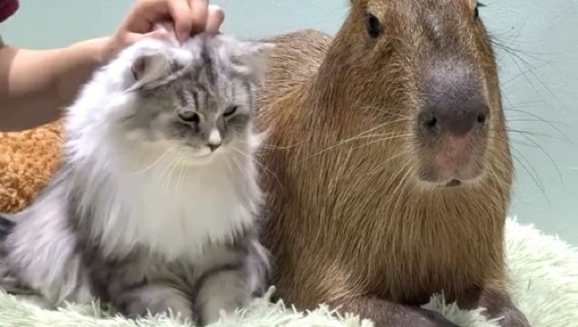 Capybara & cat - capyneko - Harajuku Tokyo capybara cat cafe (Harajuku) - 50 min interactive experience with capybaras and cats