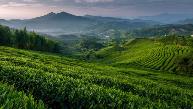 Private Chartered Tour to Anxi + Hong'en Rock in Huqiu (Departing from Xiamen)