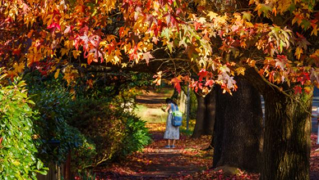 Blue Mountains Autumn in Full Color: Mayfield Garden, Three Sisters & Meadow Flat from Sydney
