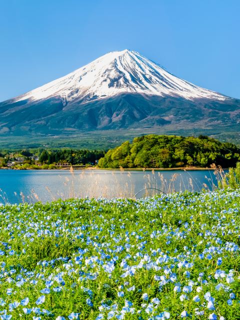 【限量優惠】東京出發|富士山經典一日遊 河口湖+忍野八海
