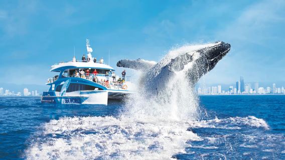 Cruzeiro Premium para Observação de Baleias na Gold Coast
