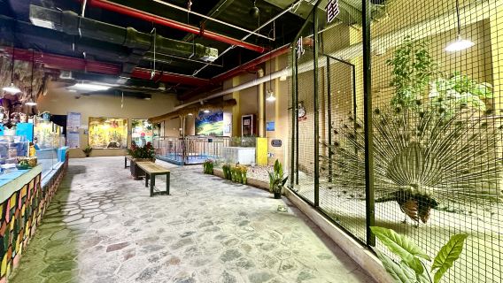 Lawatan Sehari ke Kuil Fuxi + Akuarium dengan Perkhidmatan Jemputan & Tiket Masuk