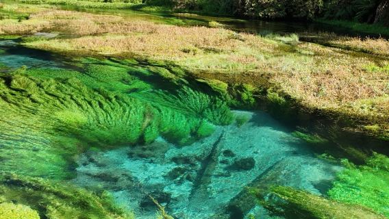 Blue Spring + Desa Maori Te Puia ~ New Zealand Auckland pergi-balik kongsi kenderaan | lawatan sewa peribadi