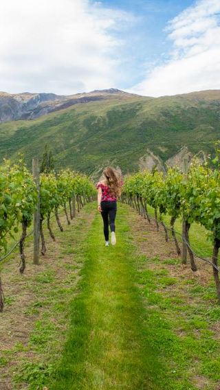 New Zealand Queenstown wine tasting tour [14-person group + 4 winery tastings + hotel transfers]