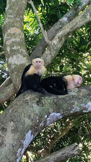 Costa Rica San Jose: Manuel Antonio National Park 1-day tour