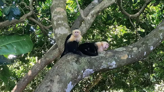 Costa Rica San Jose: Manuel Antonio National Park 1-day tour