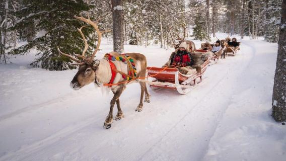 Rovaniemi: Winter Reindeer Safari at Santa Claus Village