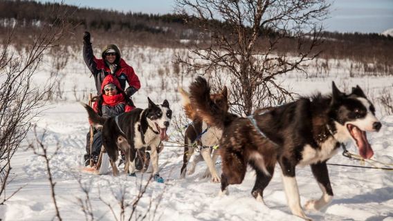 Tromsø: Self-Drive Husky Dog Sledding Adventure