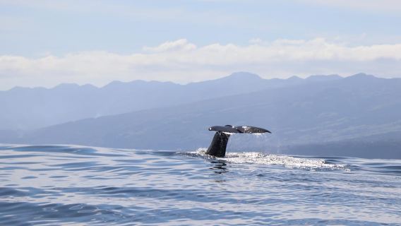 Horta, Faial: Research Whale & Dolphin Expedition