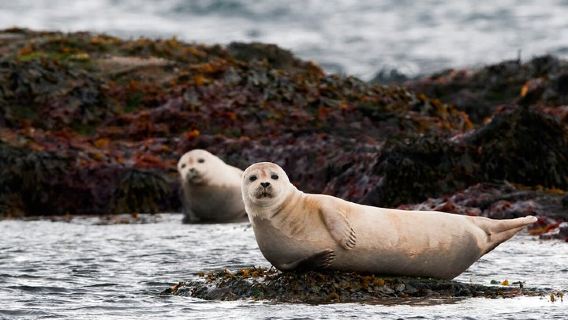 ReykjavikTours