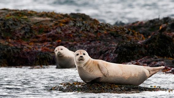 ReykjavikTours