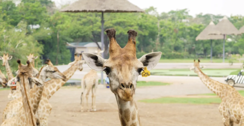 泰國曼谷野生動物世界+曼谷巧克力村一日遊