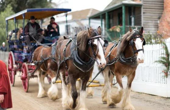 墨爾本疏芬山+酒莊一日遊【含地下礦車/淘金鎮主題樂園】