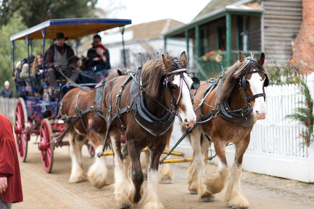 墨爾本疏芬山+酒莊一日遊【含地下礦車/淘金鎮主題樂園】