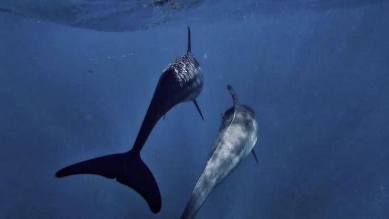 Fiji Dolphin Bay one-day tour Chasing Dolphins Handline Fishing Snorkeling Tour Rakiraki with Pickup