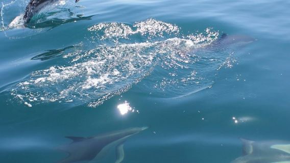 Vilamoura: Visita guiada a cuevas y avistamiento de delfines