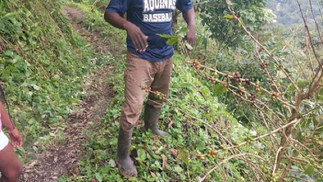 Authentic Blue Mountain Coffee Guided Tour