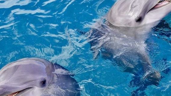 Dolphin House Hurghada: tour guiado de snorkel + traslado de ida y vuelta + almuerzo