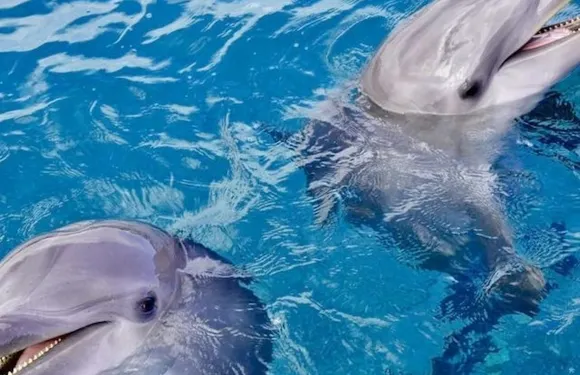 洪加達海豚屋：導覽浮潛之旅 + 往返接送 + 午餐