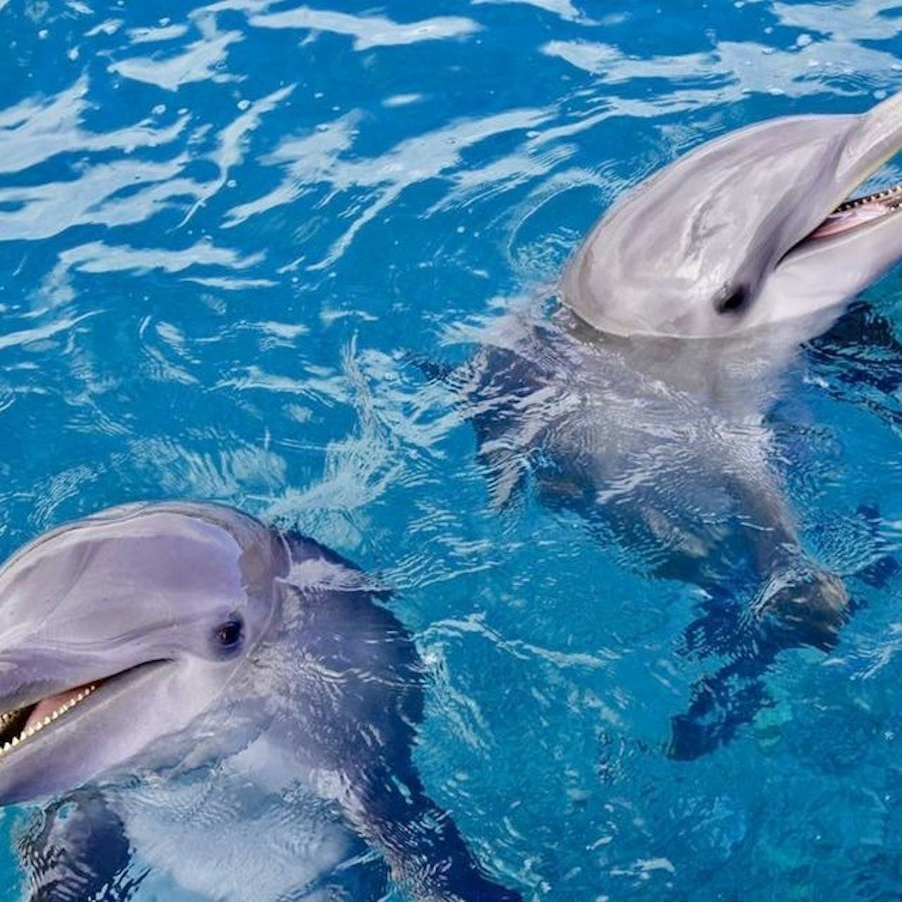 Dolphin House Hurghada: Guided Snorkeling Tour + Roundtrip Transfer + Lunch