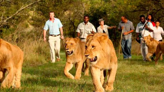 Tagesausflug zum Ukutura Lion Park: Spazieren Sie mit Löwen in Johannesburg und erleben Sie eine unvergessliche Begegnung.