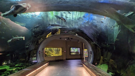 美國舊金山加州科學院+漁人碼頭+唐人街+斐洛里莊園一日遊