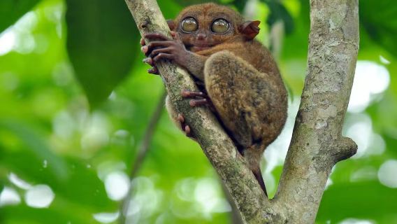 Bohol Chocolate Hills, Tarsier, croisière sur la rivière Loboc, dîner à la ferme apicole et observation des lucioles