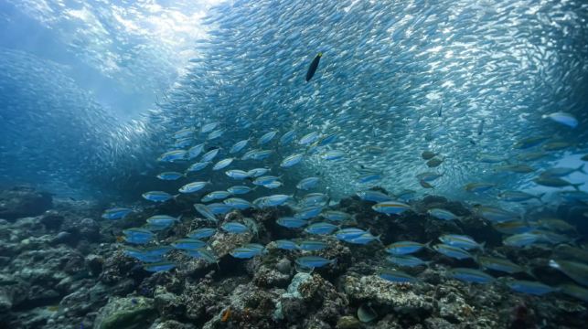 菲律賓宿霧出發：墨寶沙丁魚風暴+巴迪安峽谷&卡瓦森瀑布一日遊