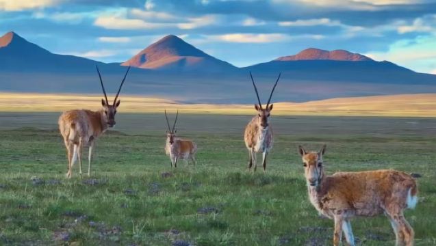 《生命樹》可可西里+索南達傑保護站+崑崙山玉珠峰一日遊