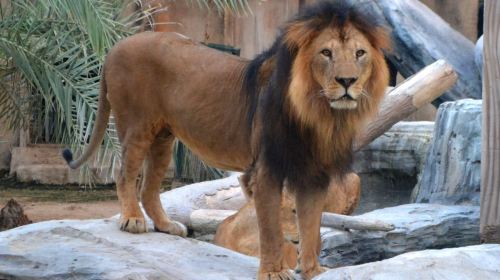 Abu Dhabi Attraction: Emirates Park Zoo Abu Dhabi Day Tours 2
