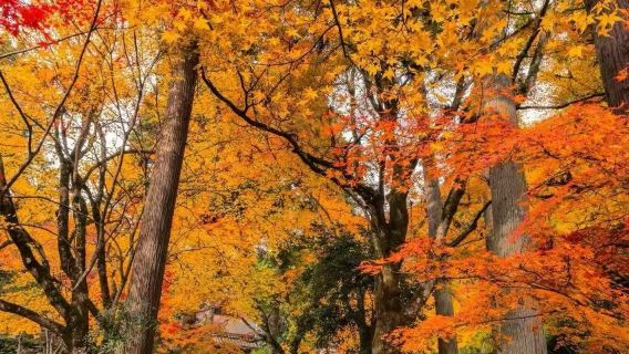 日本北海道大雪山國立公園+層雲峽【秋季限定/中文專車】
