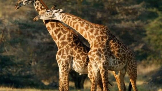 Tagesausflug zum Tarangire-Nationalpark