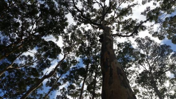 Margaret River y el embarcadero de Busselton: excursión de un día desde Perth