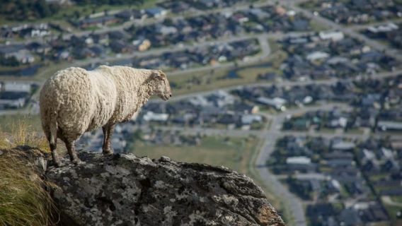 Queenstown: Half Day Private Photography Tour
