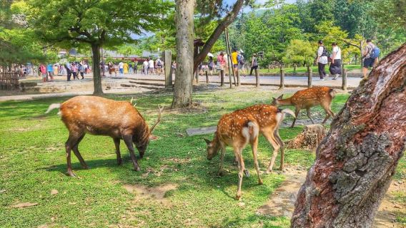 Kioto: Nara, Todaiji, santuario Kasuga Taisha, día completo privado