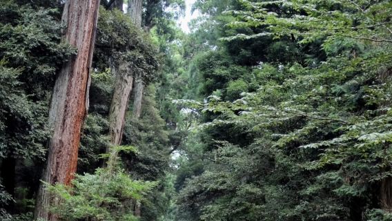 日本北海道專業翻譯|地陪帶玩|商務翻譯|展會翻譯中文包車