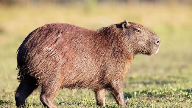 Puerto Maldonado : Excursion au Chuncho Macaw Clay Lick