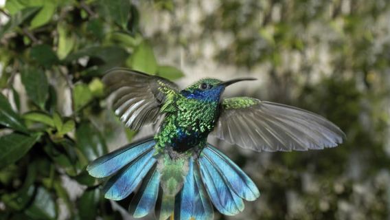 Genoa: Biosfera Entrance Ticket